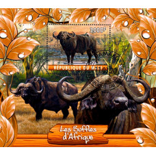 Mali 2020 - Bivoli - colita s