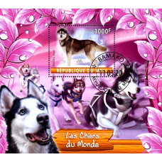 Mali 2020 - Caini - 1 - colita s